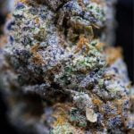 Orangeade Strain Marijuana Plant