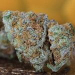 Papaya Punch Bud
