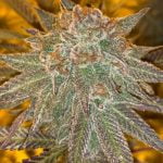 Papaya Punch Marijuana Strain