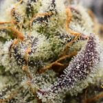 Papaya Punch Strain Marijuana Plant