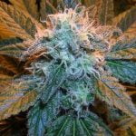 Pink Kush Marijuana Strain