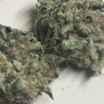 Pink Kush Strain Marijuana Plant