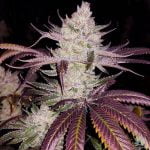 Platinum Cookies Marijuana Strain