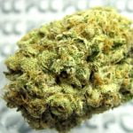 Purple Trainwreck Bud