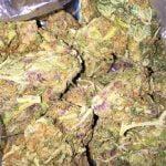 Purple Trainwreck Strain Marijuana Plant