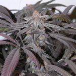 Purple Urkle Marijuana Strain