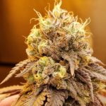 Rainbow Chip Marijuana Strain
