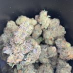 Rainbow Chip Strain Marijuana Plant