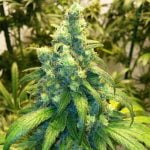 Red Dragon Marijuana Strain