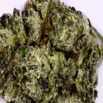 Red Dragon Strain Marijuana Plant