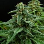Red Headed Stranger Marijuana Strain