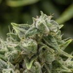 Red Headed Stranger Strain Marijuana Plant