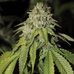 Rocket Fuel Marijuana Strain