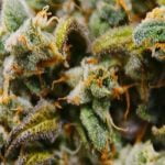 Rocket Fuel Strain Marijuana Plant