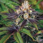 Scooby Snacks Marijuana Strain