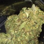 Scooby Snacks Strain Marijuana Plant