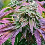 Sherbert Marijuana Strain