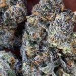 Sherbert Strain Marijuana Plant