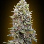 Sherblato Marijuana Strain