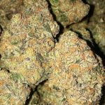 Sherblato Strain Marijuana Plant
