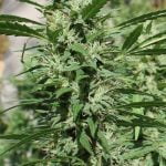 Silver Haze Marijuana Strain