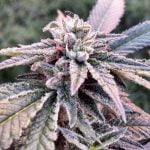 Snowball Marijuana Strain