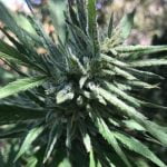 Snowman Marijuana Strain