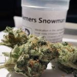 Snowman Strain Marijuana Plant