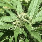 Space Monkey Marijuana Strain