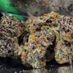 Space Monkey Strain Marijuana Plant