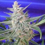 Space Queen Marijuana Strain