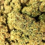 Space Queen Strain Marijuana Plant