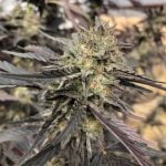 Strawberry Cheesecake Marijuana Strain