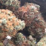 Strawberry Cheesecake Strain Marijuana Plant