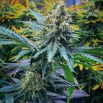 Strawberry Lemonade Marijuana Strain