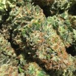 Strawberry Lemonade Strain Marijuana Plant