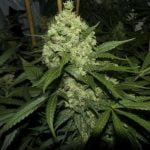 Super Skunk Marijuana Strain