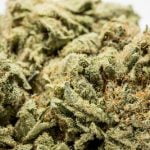 Super Skunk Strain Marijuana Plant