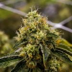 Triangle Kush Marijuana Strain