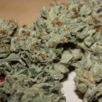 Triangle Kush Strain Marijuana Plant