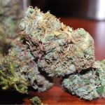 Triple OG Strain Marijuana Plant