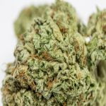 Venom OG Strain Marijuana Plant