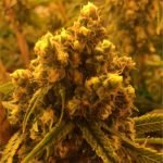 Watermelon Marijuana Strain