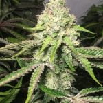White Cookies Marijuana Strain