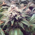 White Cookies Strain Mariijuana Plant