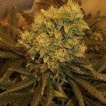 White Gold Marijuana Strain