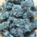 White Gold Strain Marijuana Plant