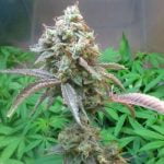 24k Gold Marijuana Strain