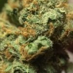 24k Gold Strain Marijuana Plant