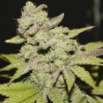 Afgoo Marijuana Strain